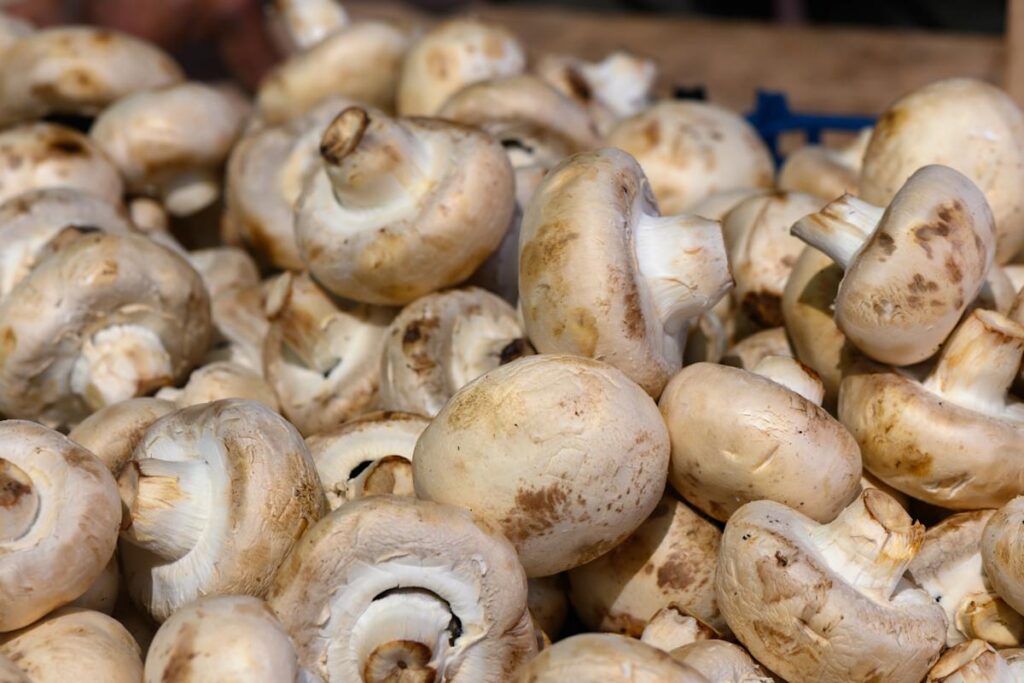breakthrough-in-composting-method-boosts-crop-growth