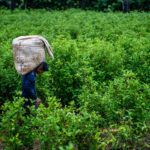 cocaine-use-surges-globally-unpacking-the-alarming-trends