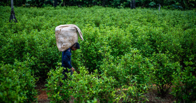cocaine-use-surges-globally-unpacking-the-alarming-trends