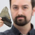 megalodon-diet-rethink-new-study-challenges-long-held-beliefs
