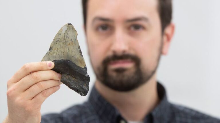 megalodon-s-diet-new-study-challenges-long-held-beliefs