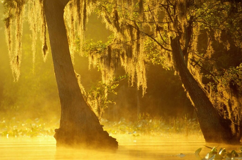mercury-levels-in-georgia-alligators-raise-alarm
