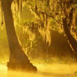 mercury-levels-in-georgia-alligators-raise-alarm