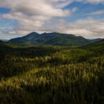 trump-administration-seeks-to-repeal-key-forest-protections