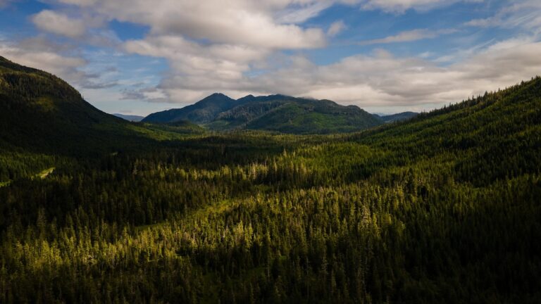 trump-administration-seeks-to-repeal-key-forest-protections