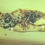 zombie-fungus-discovered-in-ancient-amber