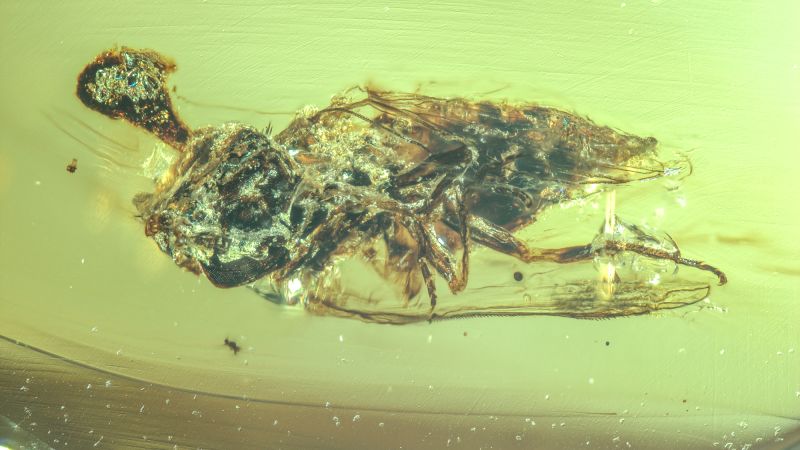 zombie-fungus-discovered-in-ancient-amber