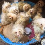 83-year-old-faces-408-animal-cruelty-charges-in-stroud-puppy-mill