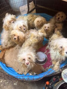 83-year-old-faces-408-animal-cruelty-charges-in-stroud-puppy-mill