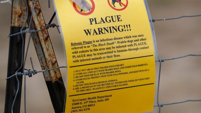 arizona-resident-dies-of-pneumonic-plague-first-death-in-20-years