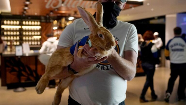 beloved-therapy-bunny-alex-the-great-dies-at-just-4-years-old