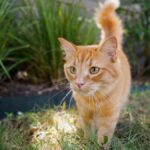 burbank-animal-shelter-launches-barn-cat-program-for-feral-cats