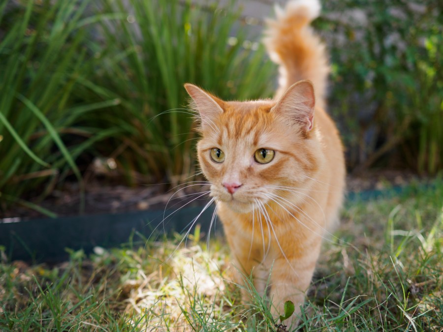 burbank-animal-shelter-launches-barn-cat-program-for-feral-cats