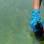 california-develops-new-method-for-monitoring-toxic-algal-blooms