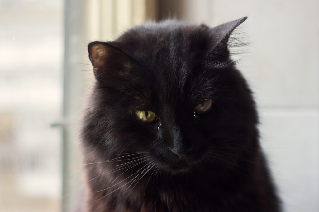 cat-s-heartfelt-reaction-to-mom-s-photo-sparks-viral-sensation