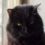 cat-s-heartfelt-reaction-to-mom-s-photo-sparks-viral-sensation
