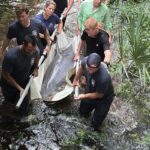 coordinated-rescue-returns-dolphin-lucky-to-may-river