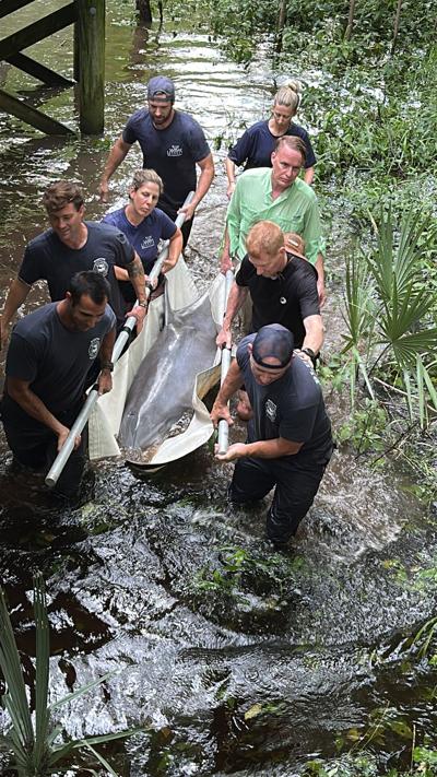coordinated-rescue-returns-dolphin-lucky-to-may-river