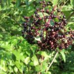 discovering-black-elderberry-a-vital-plant-for-ecosystems