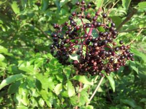discovering-black-elderberry-a-vital-plant-for-ecosystems