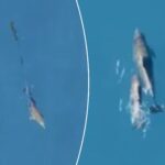 dolphin-calf-freed-from-fishing-net-and-reunited-with-mother