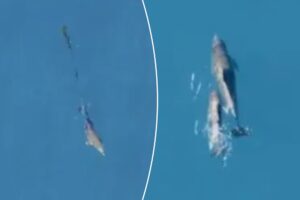dolphin-calf-freed-from-fishing-net-and-reunited-with-mother