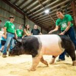 dubuque-county-fair-auction-thrills-participants-with-high-bids