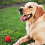 golden-retriever-choses-friendship-over-duty-goes-viral-with-bunnies