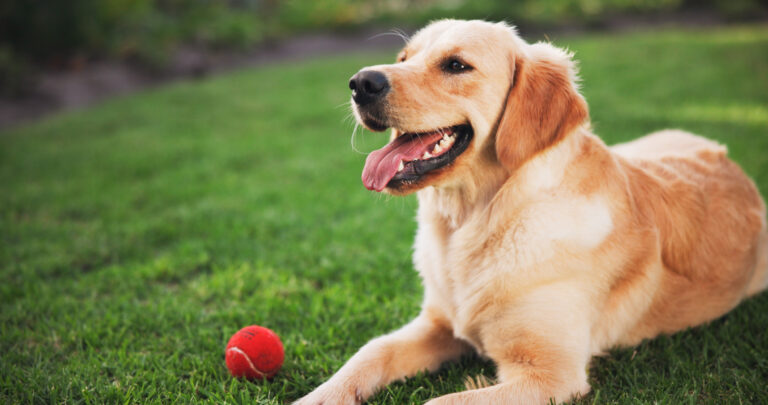 golden-retriever-choses-friendship-over-duty-goes-viral-with-bunnies