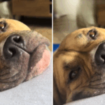 heartwarming-rescue-dog-video-captivates-millions-on-tiktok