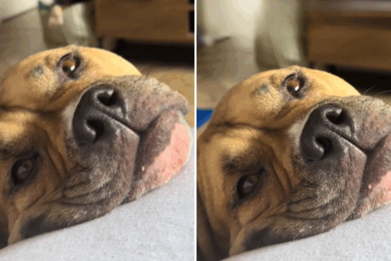 heartwarming-rescue-dog-video-captivates-millions-on-tiktok