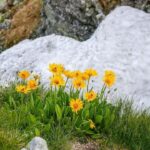 herbs-accelerate-healing-erica-kuo-shares-natural-remedies