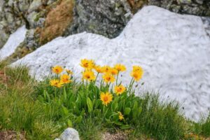 herbs-accelerate-healing-erica-kuo-shares-natural-remedies