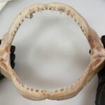 illegal-shark-trade-thrives-in-australia-and-new-zealand-study-reveals