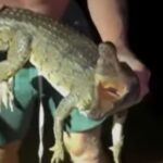 influencer-colton-macaulay-sparks-outrage-for-wrestling-crocodile