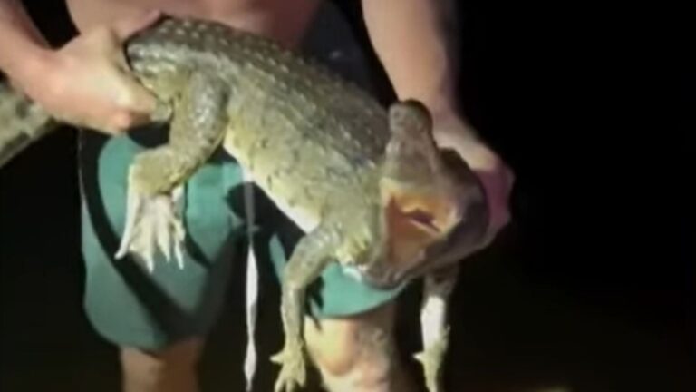 influencer-colton-macaulay-sparks-outrage-for-wrestling-crocodile