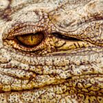 meet-henry-the-world-s-oldest-crocodile-thriving-at-124