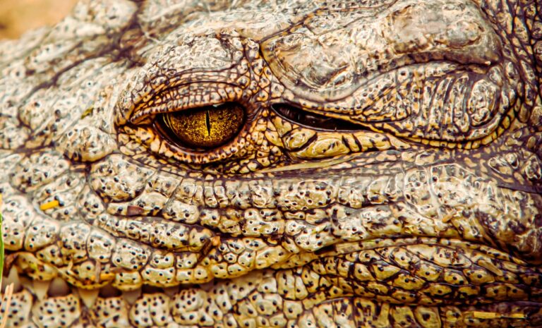 meet-henry-the-world-s-oldest-crocodile-thriving-at-124