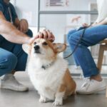 Corgi dog enjoying cuddle of vet doctor sitting on squats in front of pet owner