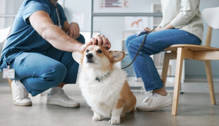 Corgi dog enjoying cuddle of vet doctor sitting on squats in front of pet owner