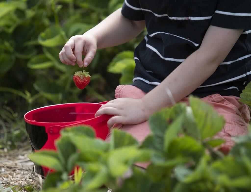 Strawberry pickers