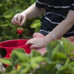 Strawberry pickers