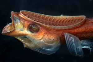 mit-researchers-unveil-shark-inspired-drug-delivery-device