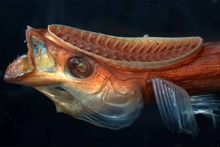 mit-researchers-unveil-shark-inspired-drug-delivery-device
