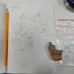 neanderthals-butchery-techniques-reveal-distinct-food-traditions