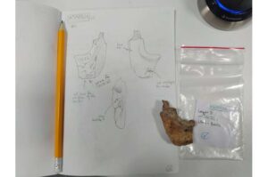 neanderthals-butchery-techniques-reveal-distinct-food-traditions