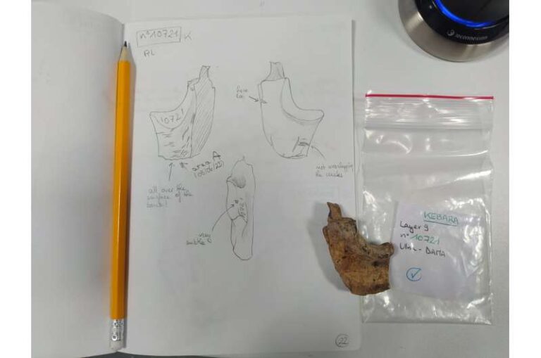 neanderthals-butchery-techniques-reveal-distinct-food-traditions