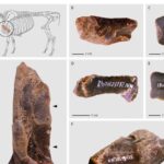 neanderthals-rendered-fat-125-000-years-ago-new-evidence-reveals