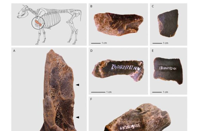 neanderthals-rendered-fat-125-000-years-ago-new-evidence-reveals