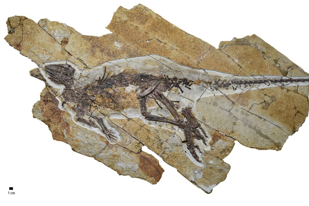 new-fossil-suggests-dinosaurs-may-have-chirped-like-birds